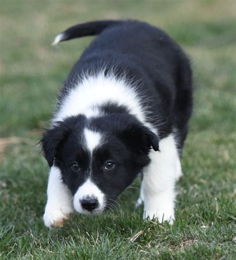 Border collies are intelligent, affectionate, loyal, and energetic dogs who crave their owner's affection. View Ad: Border Collie Mix Dog for Adoption, Pennsylvania ...