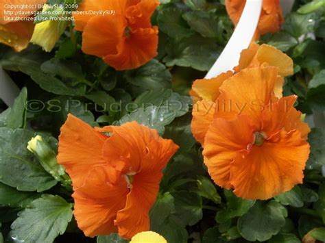 Plantfiles Pictures Viola Garden Pansy Pansy Delta Pure Deep Orange
