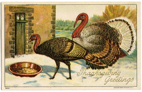 Vintage Thanksgiving Postcard Tom Turkey Regal Turkey Thanksgiving