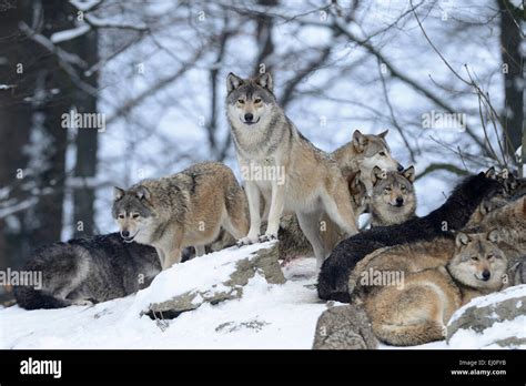 Wolf Animal Predator Wolves Predators Gray Wolf Canids Canis