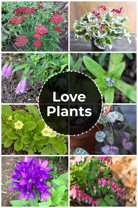 Plants For Love Romantic Plants To Buy Or T Hearth And Vine
