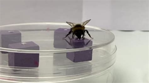 Scientists Reveal Surprising New Bumblebee Skill