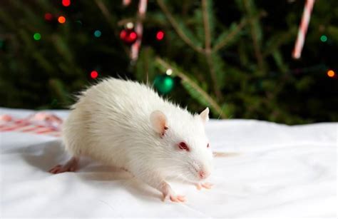 Albino Rats 18 Amazing Facts About These White Rats Pet Keen