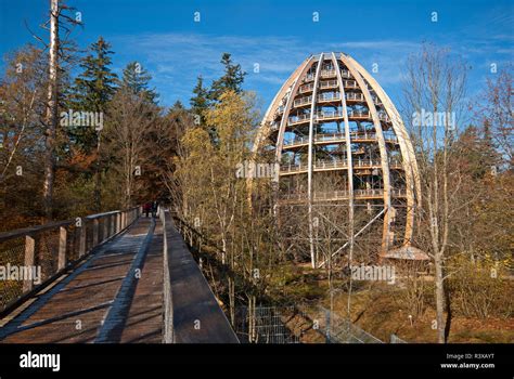 Tree Walk Bavarian Forest National Park Hi Res Stock Photography And