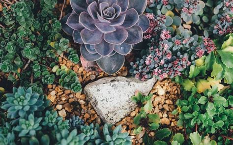 3 Proven Drought Tolerant Landscape Ideas For A Dry Climate Yard