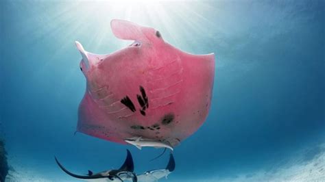 Rare Pink Manta Ray Spotted On Great Barrier Reef Photo The Courier
