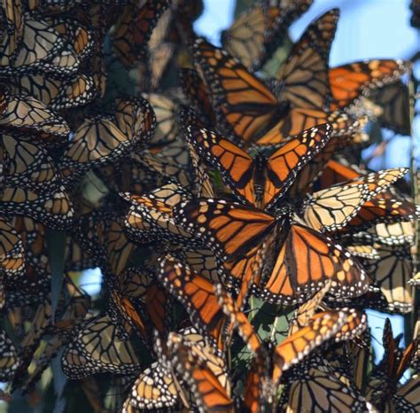 Best Time To See Monarch Butterfly Migration In Mexico 2022 Roveme
