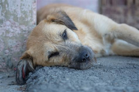 Premium Photo Sad Homeless Dog With A Mark In His Ear Lying On The
