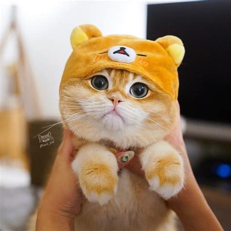 Pisco The Cat On Instagram Teddy Bear 🧸 Or Cat 🐱 Милые котики