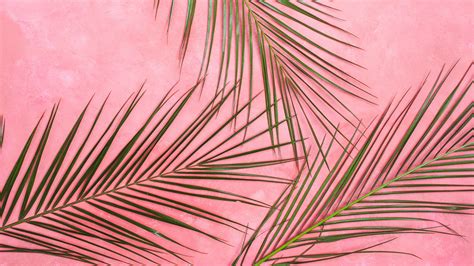Download Wallpaper 1920x1080 Palm Tree Branches Pastel