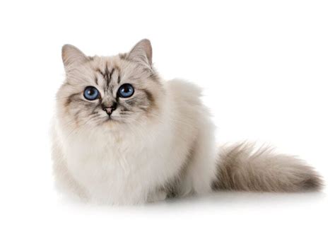 Feline 411 All About The Birman Cat Breed Cattitude Daily