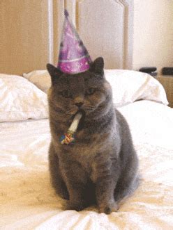 Giphy links preview in facebook and twitter. Happy Birthday Cat GIFs - Find & Share on GIPHY
