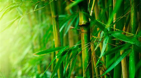 cara tumbuhan menyesuaikan diri bambu