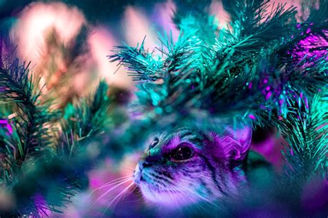 Purple Cat Pictures Download Free Images On Unsplash