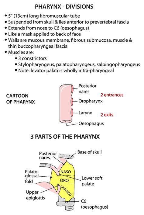 Instant Anatomy Head And Neck Areasorgans Pharynx General