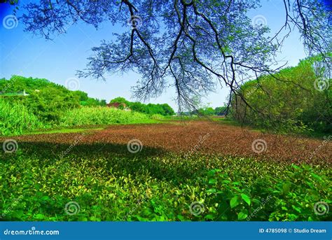 Greenfield Stock Photo Image Of Branches Tree Serene 4785098