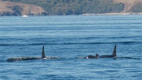 Puget Sound Orca Pod Welcomes Newborn Calf Komo