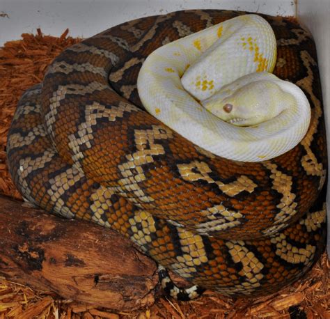 11 Pure Darwin Carpet Pythons Faunaclassifieds