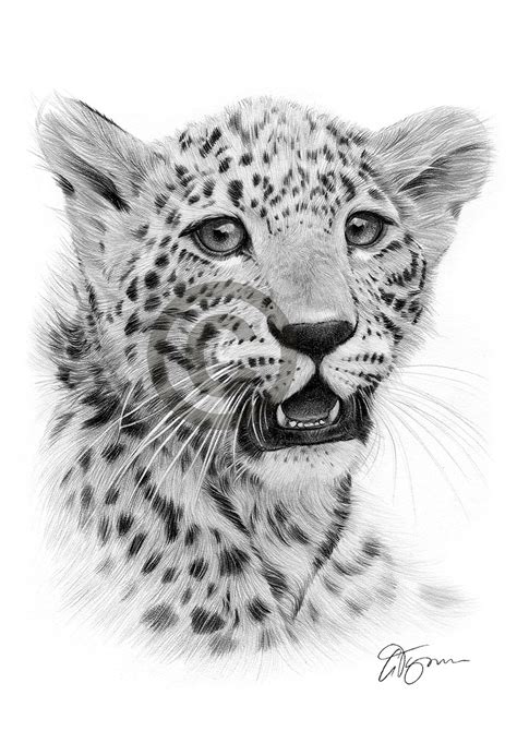 Pencil Drawing Of A Cheetah Cub By Uk Artist Gary Tymon