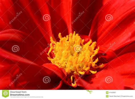 Red Dahlia Flower With Yellow Centre Stock Image Image Of Yellow