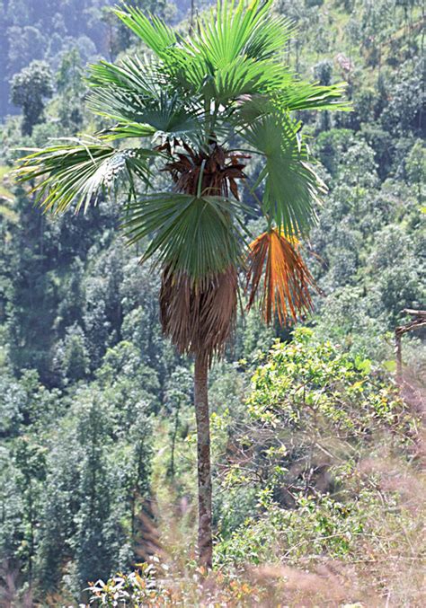 Quality Trachycarpus Latisectus Palm Trees At Low Price West Coast Trees