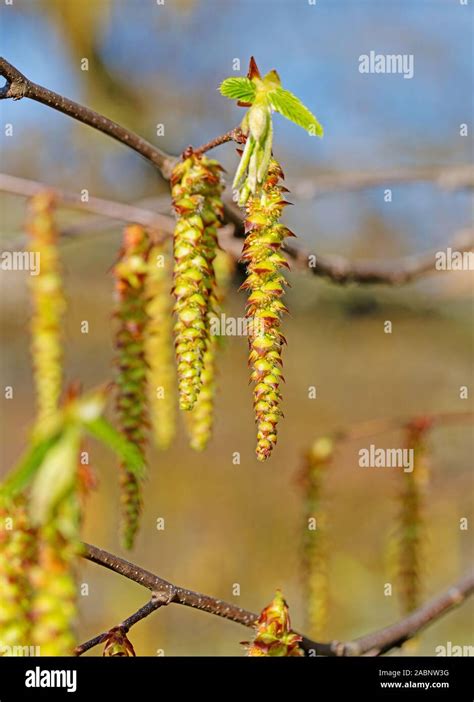 Male Flowers Of Hornbeam Carpinus Betulus Stock Photo Alamy