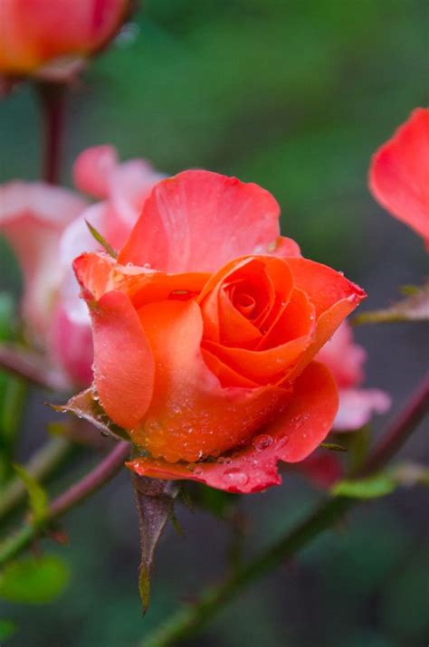 Rose By Svetlana U On 500px Flower Rose Beautiful Roses