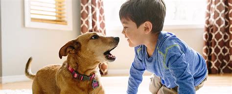 Pets Best Pet Insurance | Pet Health Insurance for Dogs & Cats