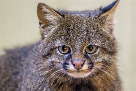 Gato Do Mato Confira Descrição Espécies E Curiosidades Guia Animal