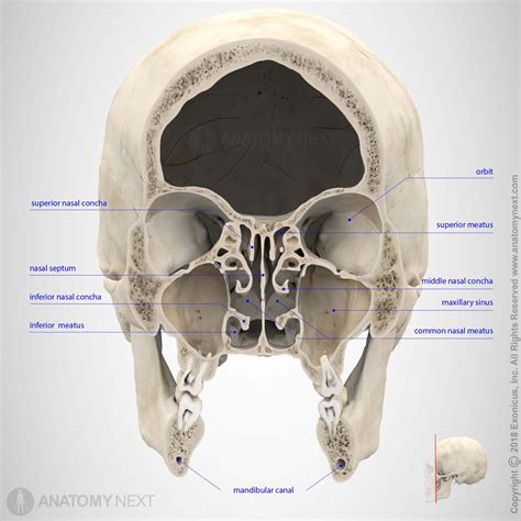Anatomy Skull Anatomynext 3danatomy Medicine Medicalschool Tbt