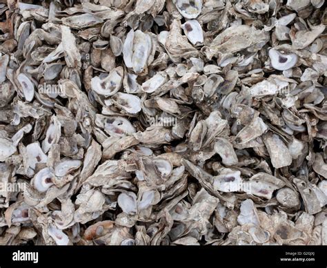 Pile Of Oyster Shells Stock Photo Alamy