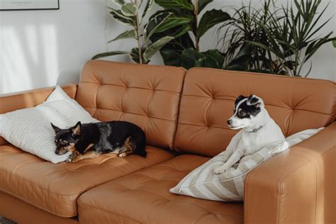 Pet Odours and Debris: How to clean your pet friendly home | Pristine Home
