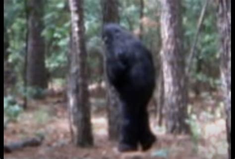 Rmso Bigfoot Michigan Bigfoot On Game Cam Video