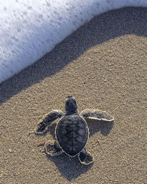 Moments Before A Baby Sea Turtle Makes It To The Water In 2020 Baby