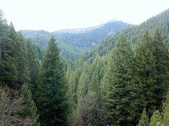 Kegiatan pembalakan  permukaan daun tumbuhan: Hutan Montane - Wikipedia Bahasa Melayu, ensiklopedia bebas