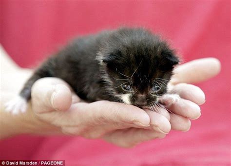 Long Distance Felix Two Week Old Kitten Survives 170 Mile Journey Clinging On To Metal Box