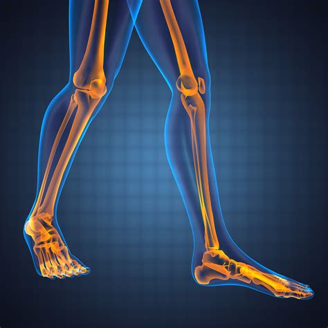Lower Leg Bones To Foot