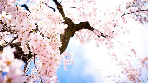 Cherry Blossom Wallpaper For Desktop WallpaperSafari