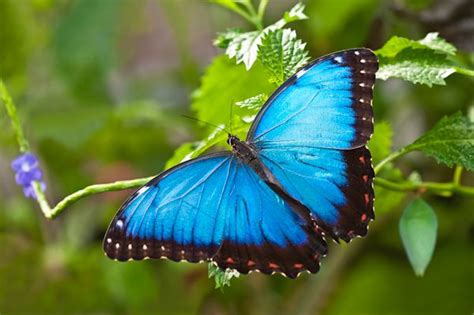 An Adult Morpho Peleides Blue Morpho Butterfly Species