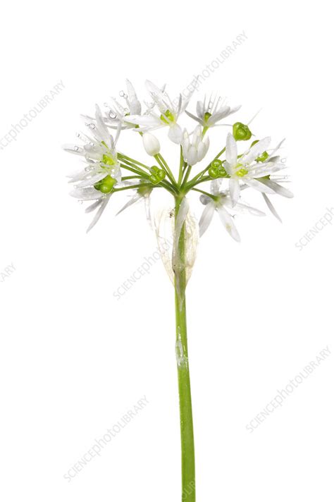 Wild Garlic Allium Ursinum In Flower Slovenia Stock Image C041