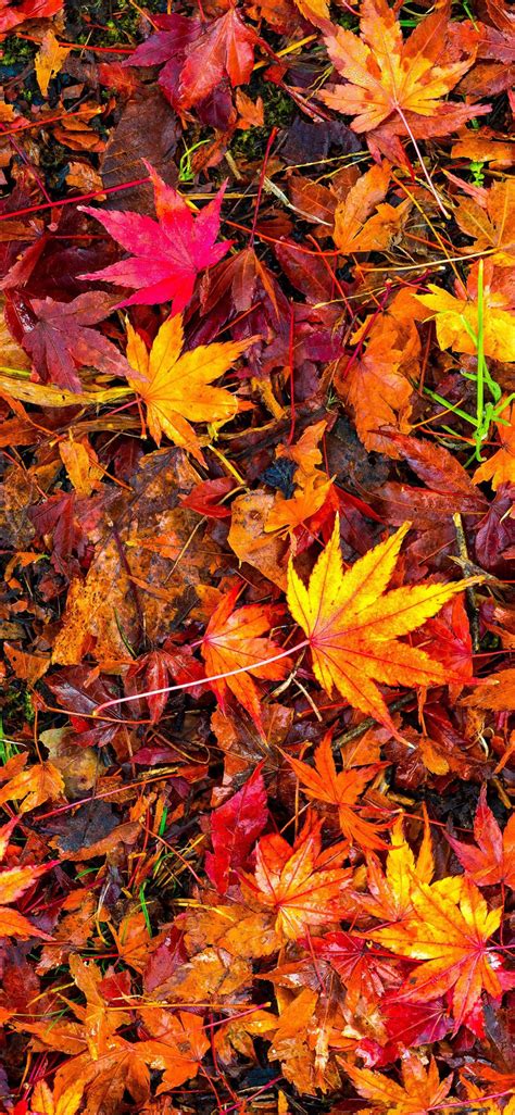 Download Maple Leaves Fall Iphone Wallpaper