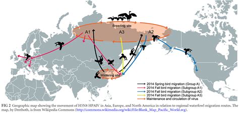 Migratory Birds Bring Avian Influenza To North America Via Beringia