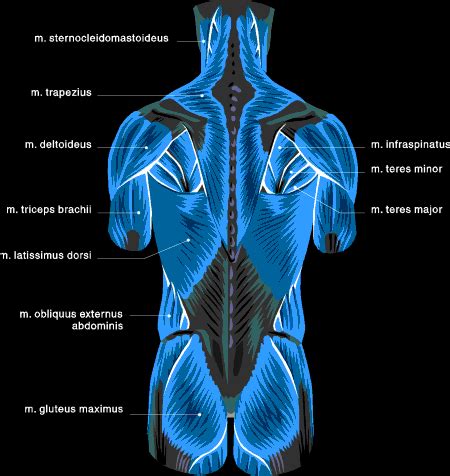 The muscles on the back of the trunk help lower the arms and move the body forward and the superficial back muscles are the muscles found just under the skin. Muscle Chart: Anatomical Muscle Chart - SteroidsLive