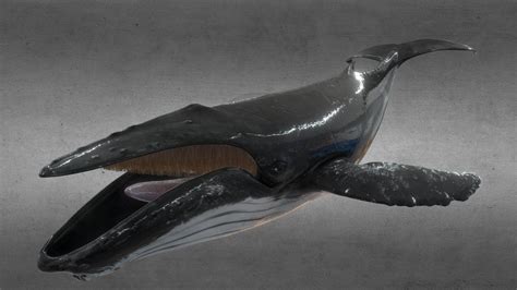 Humpback Whale Buy Royalty Free 3d Model By Davis3d Cd028d0