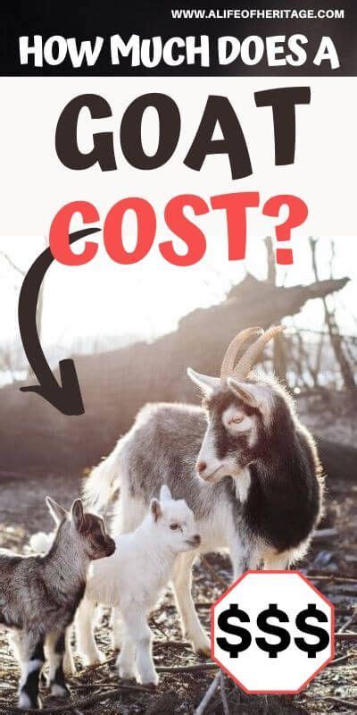 How Much Does A Goat Cost And How Much Does A Baby Goat Cost Goats