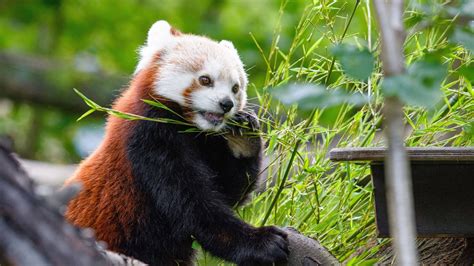 Wallpaper Cute Red Panda Bamboo Tree
