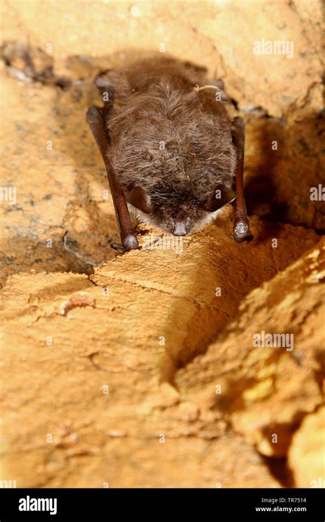 Pond Bat Myotis Dasycneme Hanging From Cave Ceiling Germany Stock