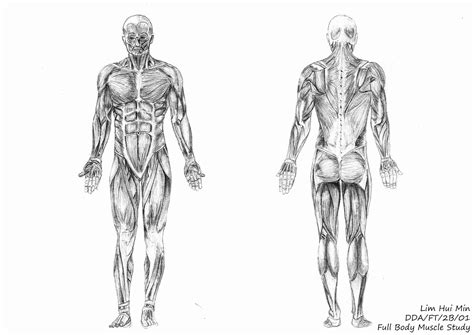 Lim Hui Min Portfolio Figure Drawing Full Body Muscle Study