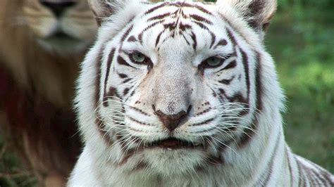 White tiger by aravind adiga the 2008 booker winner shows its true stripes says stephanie. White Tigers - Cruelty NOT Conservation. - YouTube