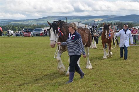 Horses 043 Kirriemuir Agricultural Show 2019 John Mullin Flickr